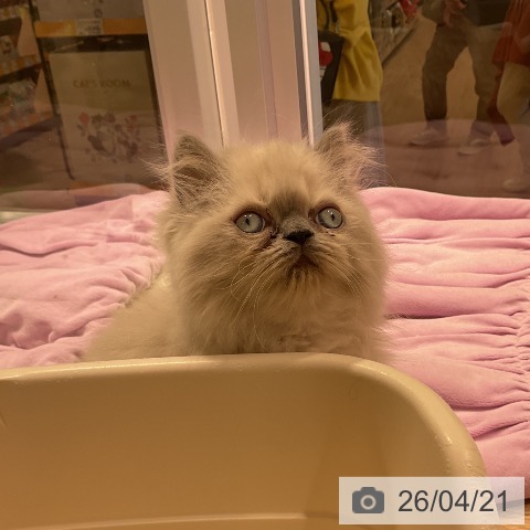 ヒマラヤンの写真