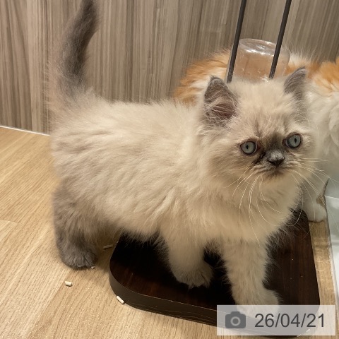 ヒマラヤンの写真