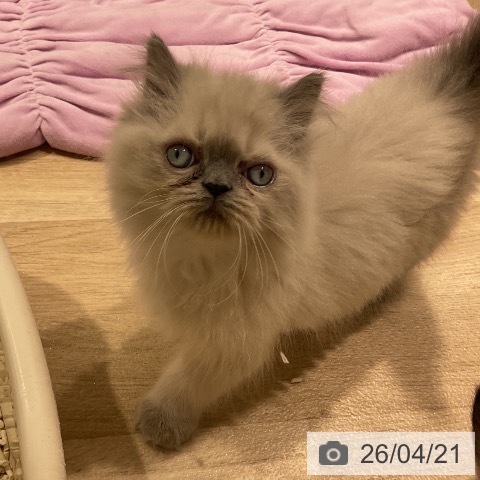 ヒマラヤンの写真