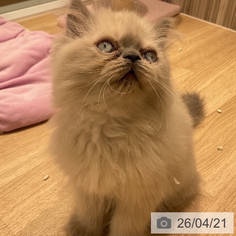 ヒマラヤンの写真