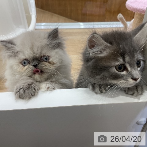 愛知県のヒマラヤン (ペットプラス ナゴヤドーム前店/2026年2月14日生まれ/女の子/ブルートーティーポイント)の子猫の4枚目の画像