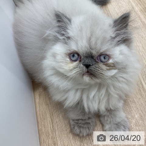 愛知県のヒマラヤン (ペットプラス ナゴヤドーム前店/2026年2月14日生まれ/女の子/ブルートーティーポイント)の子猫の3枚目の画像