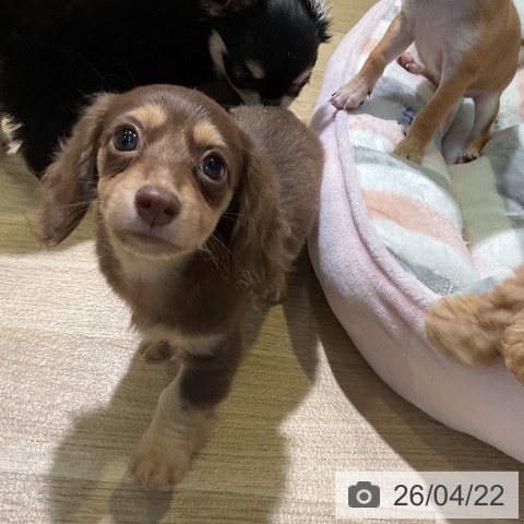カニーンヘン・ダックスフンドの写真