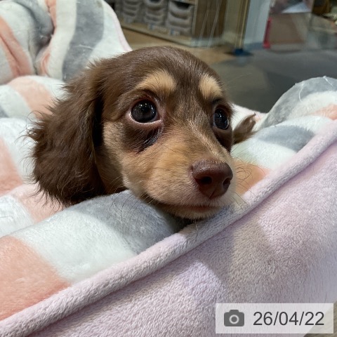 カニーンヘン・ダックスフンドの写真