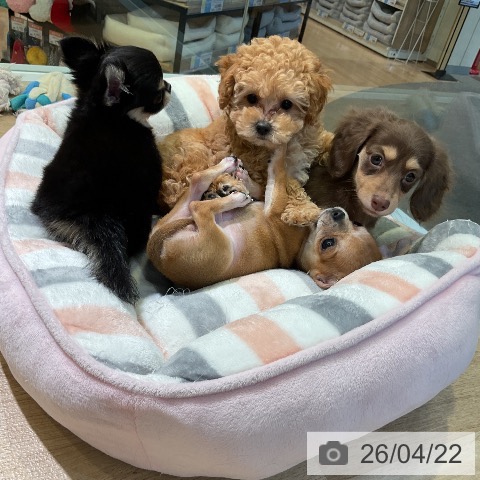 カニーンヘン・ダックスフンドの写真
