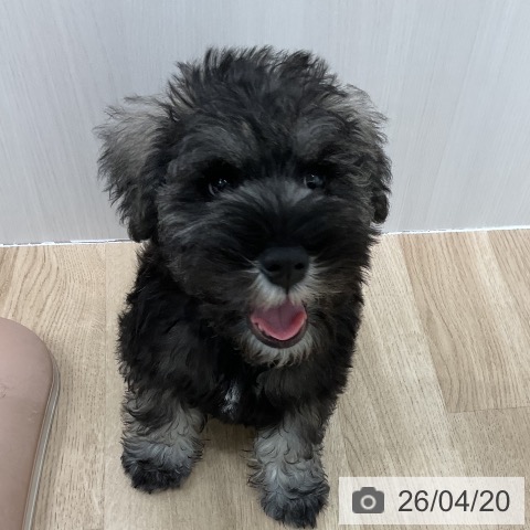 ミニチュア・シュナウザーの写真