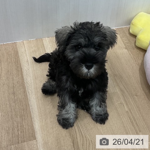 愛知県のミニチュアシュナウザー (ペットプラス 熱田店/2026年2月13日生まれ/男の子/ソルトペッパー)の子犬の4枚目の画像