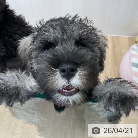 ミニチュア・シュナウザーの写真