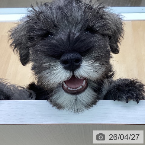 三重県のミニチュアシュナウザー (ペットプラス 津南店/2026年2月13日生まれ/男の子/ソルトペッパー)の子犬の4枚目の画像