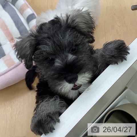 三重県のミニチュアシュナウザー (ペットプラス 津南店/2026年2月13日生まれ/男の子/ソルトペッパー)の子犬の3枚目の画像