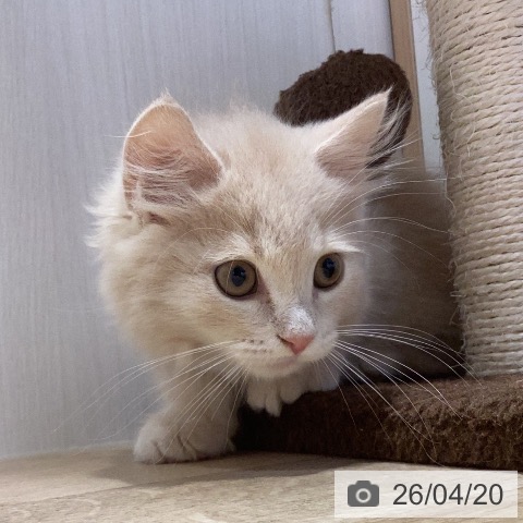 マンチカンの写真