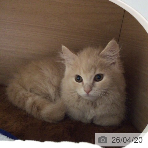 マンチカンの写真