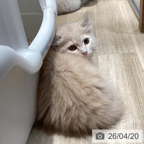 マンチカンの写真