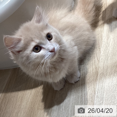 マンチカンの写真