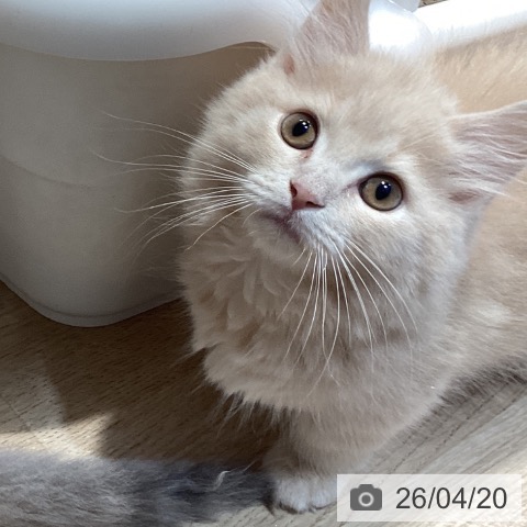 マンチカンの写真