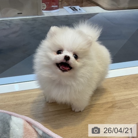 ポメラニアンの写真