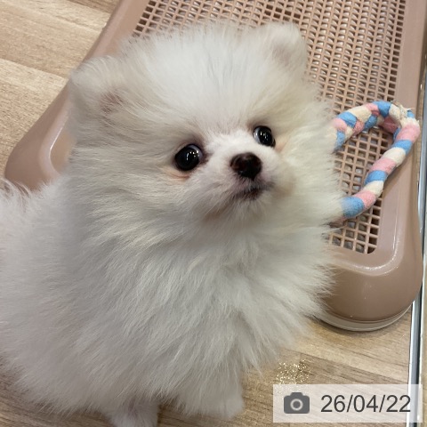 ポメラニアンの写真