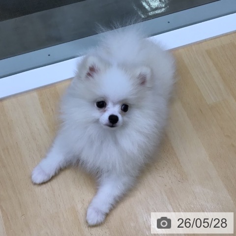 ポメラニアンの写真