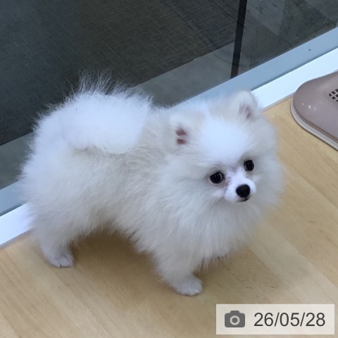 ポメラニアンの写真
