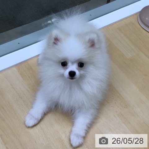 ポメラニアンの写真