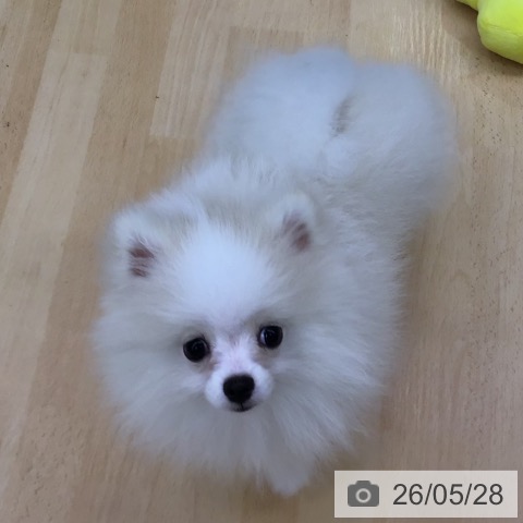 ポメラニアンの写真