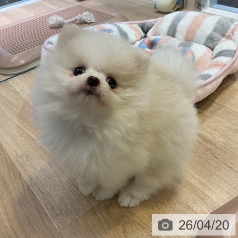 愛知県のポメラニアン (ペットプラス 岡崎店/2026年2月12日生まれ/男の子/パーティーカラー)の子犬の3枚目の画像