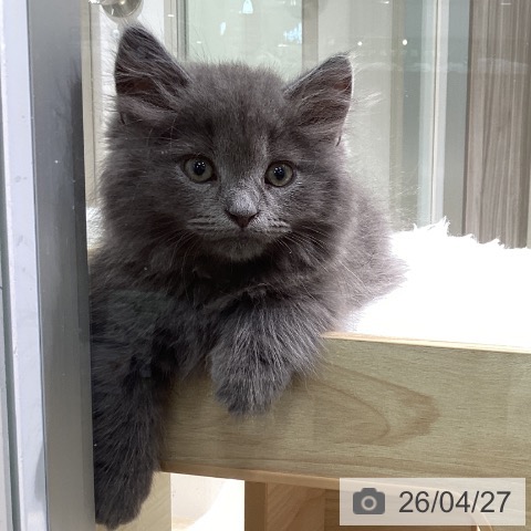 愛知県のマンチカン (ペットプラス 則武新町店/2026年2月13日生まれ/男の子/ブルー)の子猫の3枚目の画像