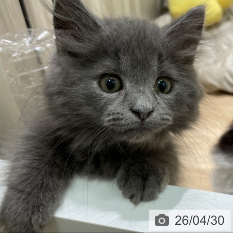 愛知県のマンチカン (ペットプラス 則武新町店/2026年2月13日生まれ/男の子/ブルー)の子猫の4枚目の画像