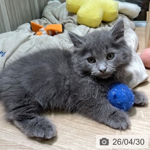 愛知県のマンチカン (ペットプラス 則武新町店/2026年2月13日生まれ/男の子/ブルー)の子猫の3枚目の画像