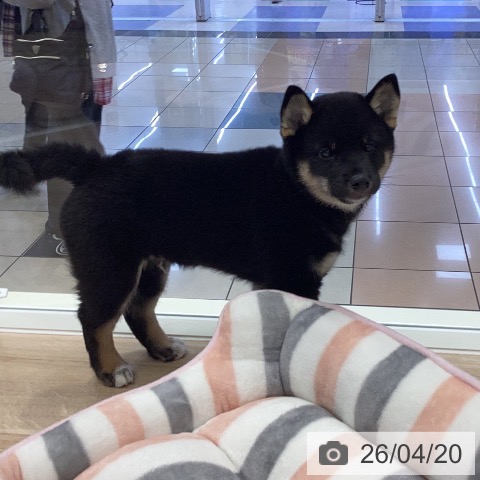 岐阜県の柴犬(標準サイズ) (ペットプラス 各務原店/2026年2月15日生まれ/男の子/黒)の子犬の4枚目の画像