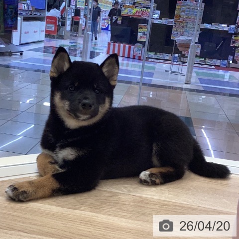 岐阜県の柴犬(標準サイズ) (ペットプラス 各務原店/2026年2月15日生まれ/男の子/黒)の子犬の3枚目の画像
