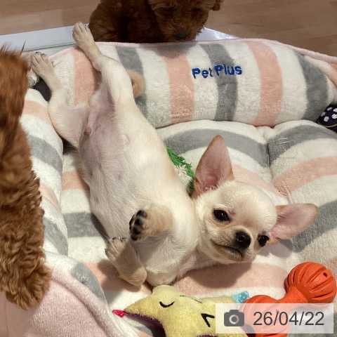 愛知県のチワワ(ロング) (ペットプラス 名古屋茶屋店/2026年2月13日生まれ/男の子/クリーム)の子犬の3枚目の画像