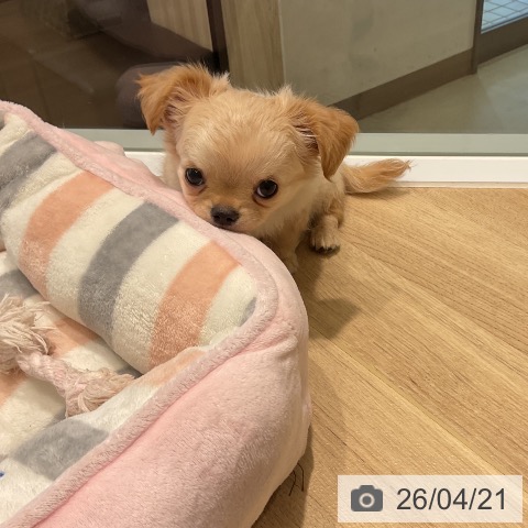 三重県のチワワ(ロング) (ペットプラス 鈴鹿店/2026年2月13日生まれ/男の子/クリーム)の子犬の4枚目の画像