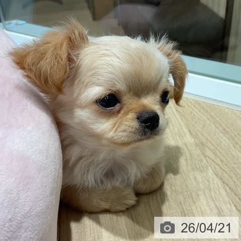 三重県のチワワ(ロング) (ペットプラス 鈴鹿店/2026年2月13日生まれ/男の子/クリーム)の子犬の3枚目の画像