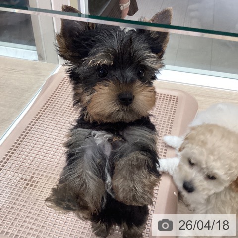 石川県のヨークシャーテリア (ペットプラス 白山店/2026年2月4日生まれ/男の子/スチールブルータン)の子犬の3枚目の画像