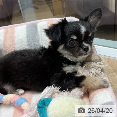 三重県のチワワ(ロング) (ペットプラス 鈴鹿店/2026年2月10日生まれ/女の子/ブラッククリームホワイト)の子犬の4枚目の画像