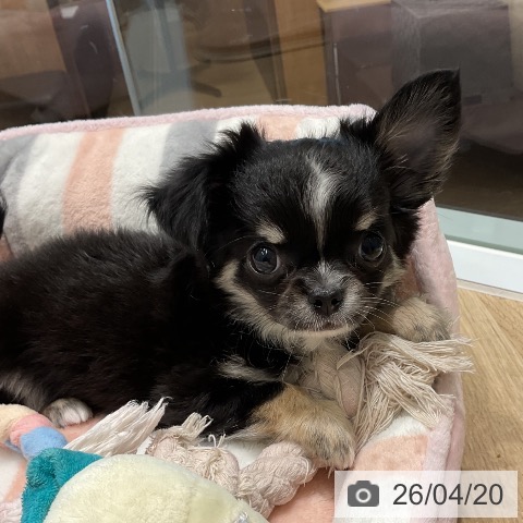 三重県のチワワ(ロング) (ペットプラス 鈴鹿店/2026年2月10日生まれ/女の子/ブラッククリームホワイト)の子犬の3枚目の画像