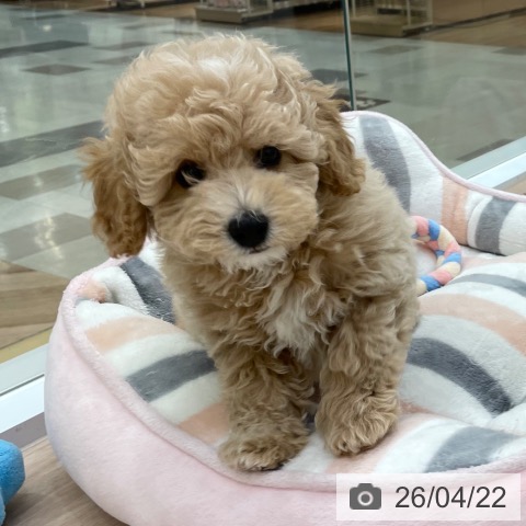 愛知県のトイプードル(トイ) (ペットプラス 豊田店/2026年2月14日生まれ/男の子/クリーム)の子犬の3枚目の画像