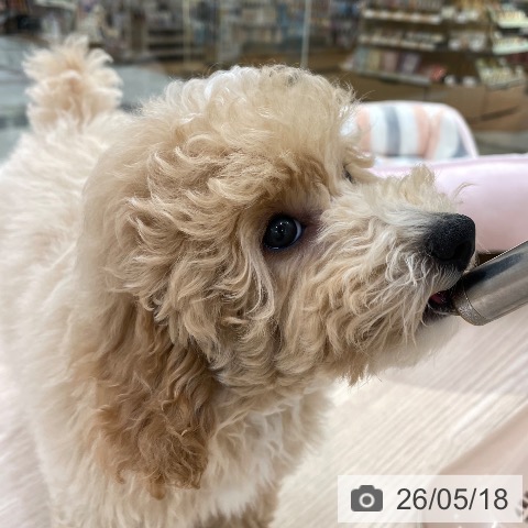 愛知県のトイプードル(トイ) (ペットプラス 豊田店/2026年2月14日生まれ/男の子/クリーム)の子犬の4枚目の画像