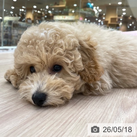 愛知県のトイプードル(トイ) (ペットプラス 豊田店/2026年2月14日生まれ/男の子/クリーム)の子犬の3枚目の画像