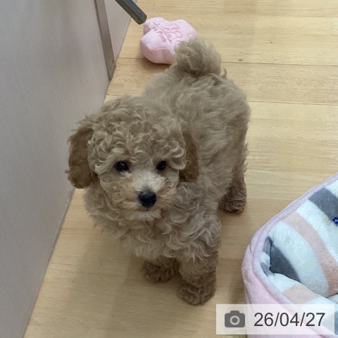 三重県のトイプードル(トイ) (ペットプラス 津南店/2026年2月14日生まれ/男の子/クリーム)の子犬の4枚目の画像