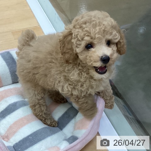 三重県のトイプードル(トイ) (ペットプラス 津南店/2026年2月14日生まれ/男の子/クリーム)の子犬の4枚目の画像