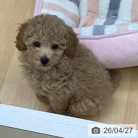 三重県のトイプードル(トイ) (ペットプラス 津南店/2026年2月14日生まれ/男の子/クリーム)の子犬の3枚目の画像