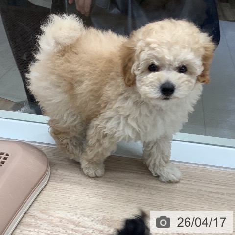 石川県のトイプードル(トイ) (ペットプラス 白山店/2026年2月14日生まれ/女の子/クリーム)の子犬の4枚目の画像