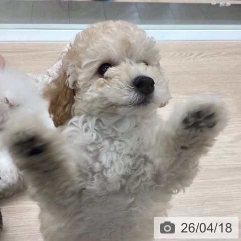 石川県のトイプードル(トイ) (ペットプラス 白山店/2026年2月14日生まれ/女の子/クリーム)の子犬の3枚目の画像