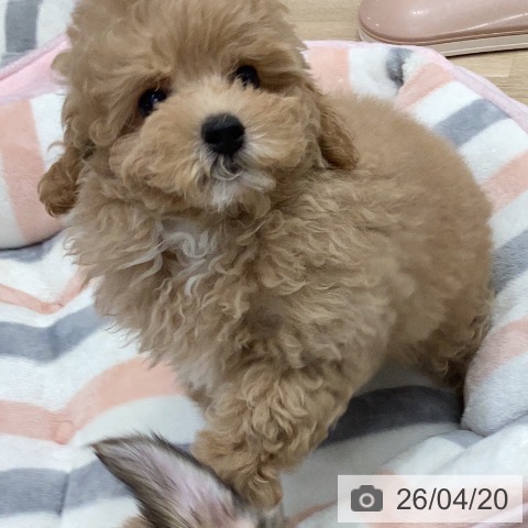 岐阜県のトイプードル(トイ) (ペットプラス 各務原店/2026年2月14日生まれ/女の子/クリーム)の子犬の4枚目の画像