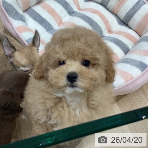 岐阜県のトイプードル(トイ) (ペットプラス 各務原店/2026年2月14日生まれ/女の子/クリーム)の子犬の3枚目の画像