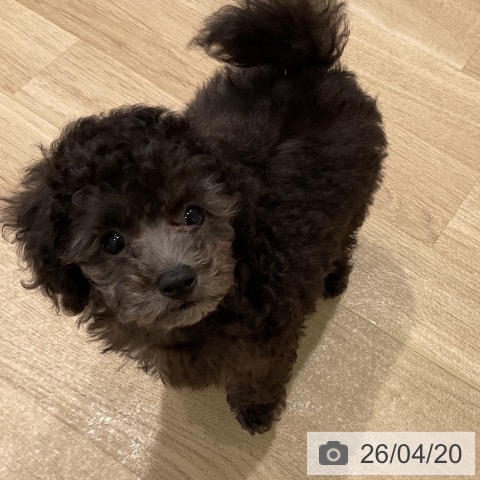 三重県のトイプードル(トイ) (ペットプラス 鈴鹿店/2026年2月14日生まれ/男の子/シルバー)の子犬の3枚目の画像