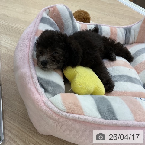 トイ・プードルの写真