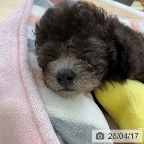 トイ・プードルの写真